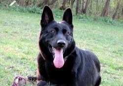 negra