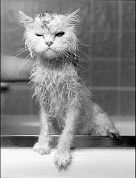 skazano.ze.kostri.ne.razvoditj