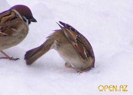 zakon.programirovanija